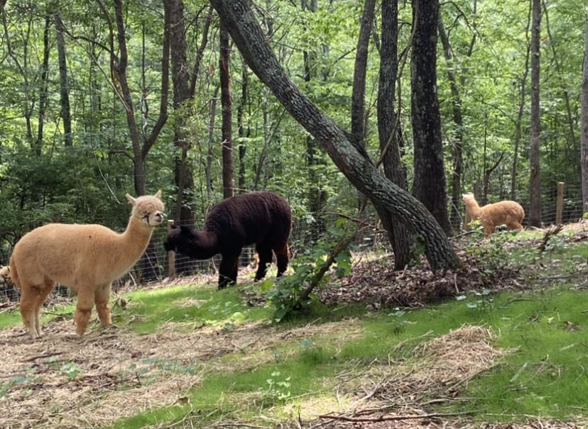 Animal-Assisted Therapy for Teens